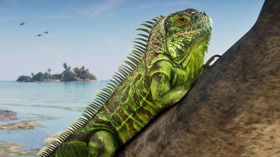 A large green iguana on a branch above a Keys shoreline